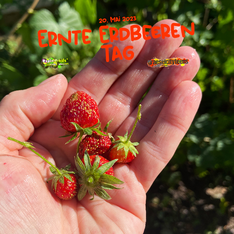 Ernte Erdbeeren Tag . Aktionstag . 20. Mai 2023 . explorerkids* . Entdecker Werkstatt im kujakk . kujakk . Kinder- und Jugendzentrum in der Reduit . Mainz-Kastel . & . gct . graeselcityteens ...auf dem GrÃ¤selberg . Stadtteilzentrum GrÃ¤selberg . Wiesbaden