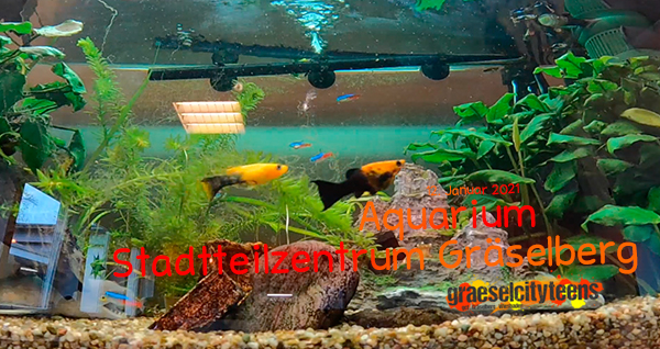 Aquarium . Unterwasserleben auf dem Gräselberg . 12. Januar 2021 . gct . graeselcityteens ...auf dem Gräselberg . Stadtteilzentrum Gräselberg . Wiesbaden