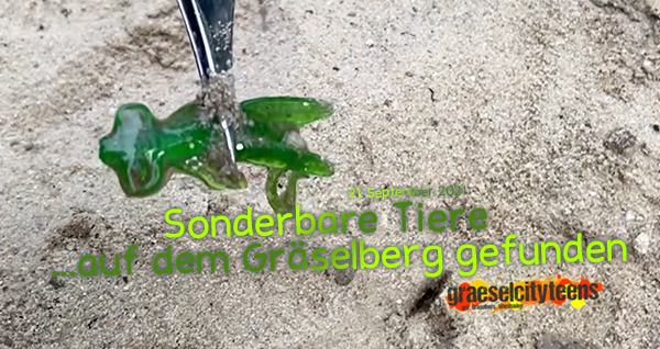Sonderbare Tiere . ...auf dem Gräselberg gefunden . 21. September 2021 . gct . graeselcityteens ...auf dem Gräselberg . Stadtteilzentrum Gräselberg . Wiesbaden